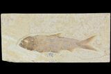Detailed Fossil Fish (Knightia) - Wyoming #115088-1